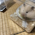 ぽちゃキンクマ