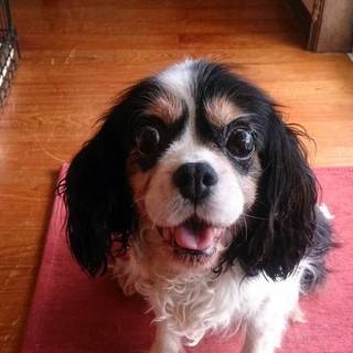 まだまだ元気なおばあちゃんキャバリア