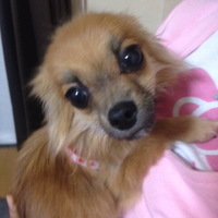 ちゃちゃ、ファル