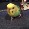 迷子のセキセイちゃん