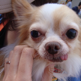 「デイゴ」甘ったれ！ちょこまかよく動きます