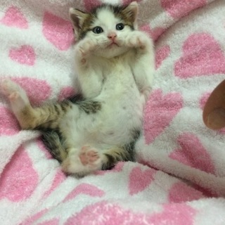 名古屋 キャラが素敵なタオくんの里親さま募集