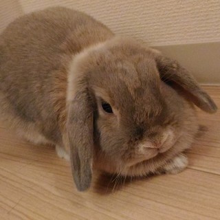 うさぎ（ホーランドロップイヤー）1才半元気な女の子
