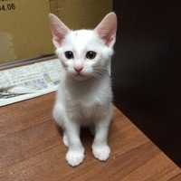 だいず