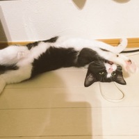 ヨナ