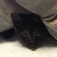 くるちゃん