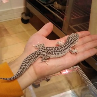 ヒョウモントカゲモドキ　3匹