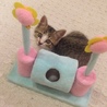しゃけ