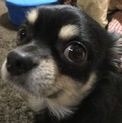甘えん坊チワワ君☆急募です！