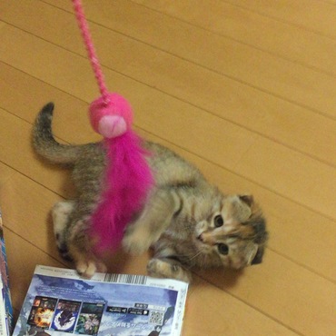 猫パンチ（笑）