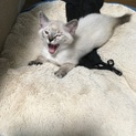 MIXの子猫 シャムちゃん