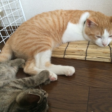 肉球ぺたん