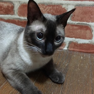 助けてあげてください！