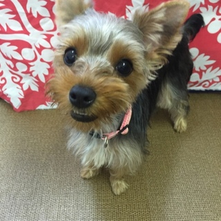 甘えん坊のクルミちゃん