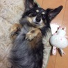 ごろん
