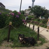 スカイツリーを背景にするのは難しい