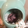 ジャンガリアン赤ちゃんハムスター 募集終了 サムネイル7