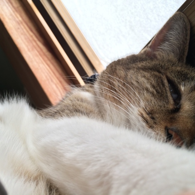 かすにゃんのカバー写真