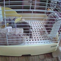 とんすけ