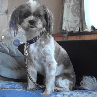 ４歳　シーズーMIX