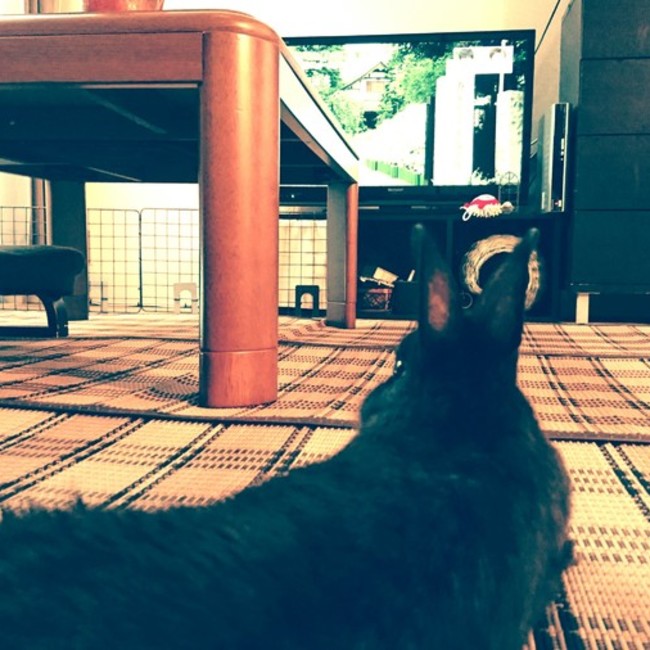 aksekuのカバー写真