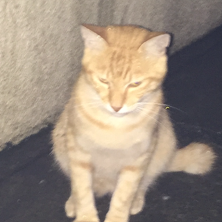 元気すぎる茶トラの男の子！