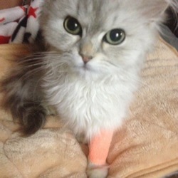 「初めてこのシステム知りました」サムネイル2