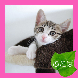 可愛すぎっ！葉っぱ隊「ふたば」のご家族カモーン