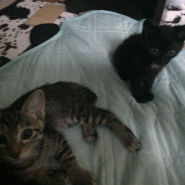 2週間で落ち着いてきました(=^x^=)