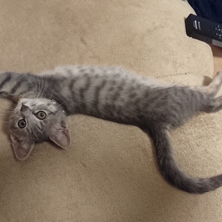 グレートラの女の子