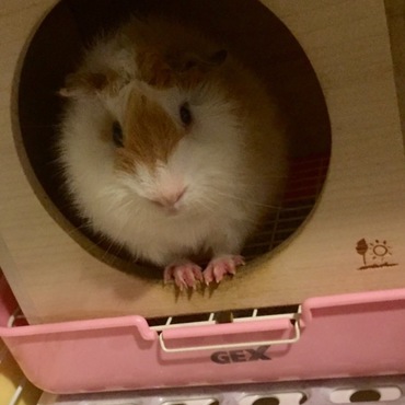 半年前わが家にやってきたモルシくん。慣れない場所に借りてきた猫状態