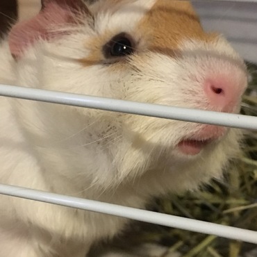 キャベツをあげたら嬉しそう( *´꒳`* )食べ終わるとまだ欲しいアピール