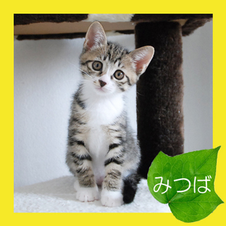 可愛いすぎっ！葉っぱ隊「みつば」のご家族カモーン