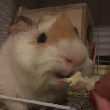 キャベツー(∩˃o˂∩)♡
