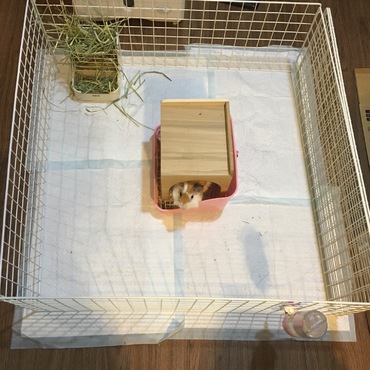 小屋から出してペットサークルデビュー！小屋に戻すとふてくされます（笑）