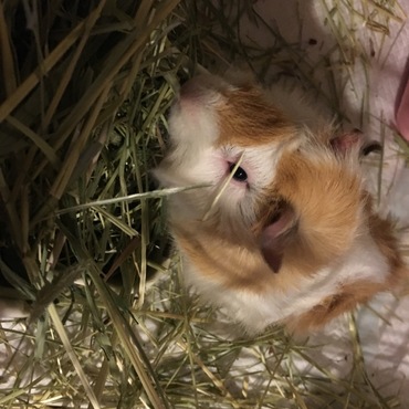 目にかかっても食べ続けます