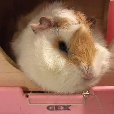 モルシデラックス