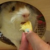 パイナップルもモグモグ。果物大好き