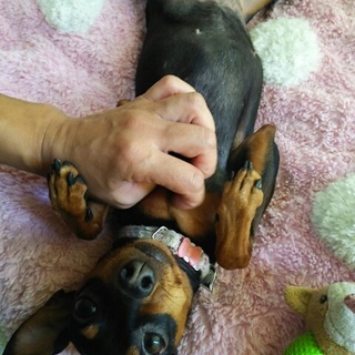 ミニチュアピンシャー至急