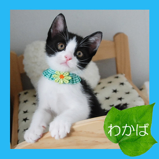 可愛すぎっ！葉っぱ隊「わかば」のご家族カモーン