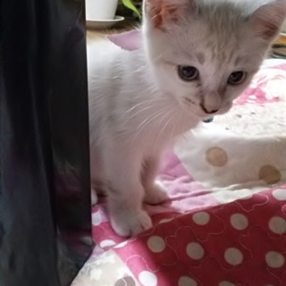 アイボリー系の白い２ヶ月の子猫ちゃんです