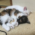 貰い手を探してます。