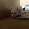 貰い手を探してます！