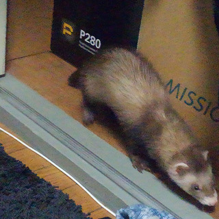 5ヶ月フェレット里親募集 応募者多数のため締切