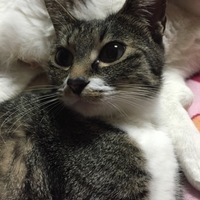あずき