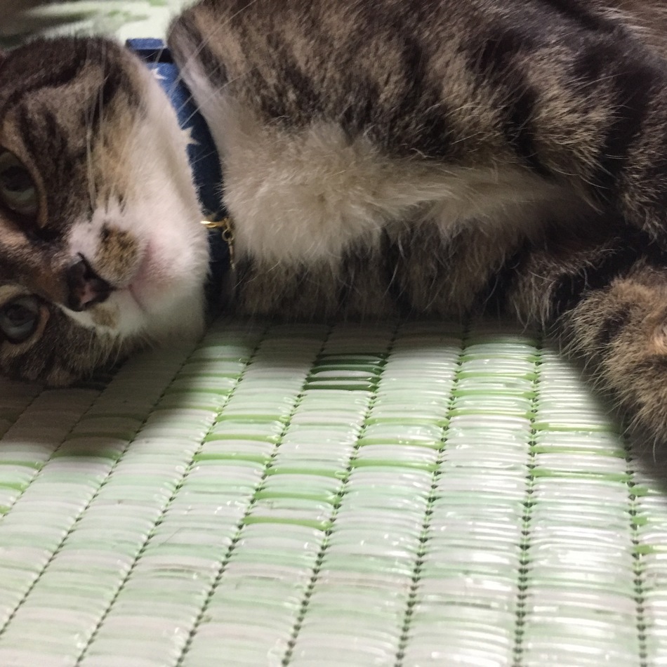 あずきのカバー写真
