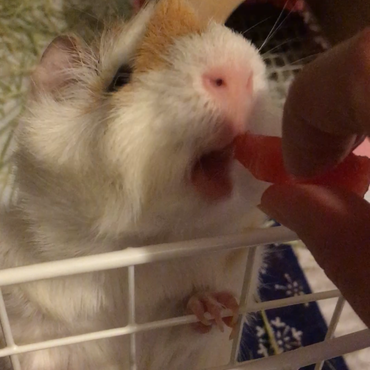 スイカ！！甘いもの大好き♡
