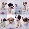 もしよければお願いします(子犬)
