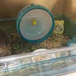 床材お掃除