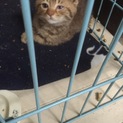 スコテッシュのハーフの子猫です